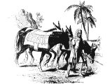 Egyptian donkeys